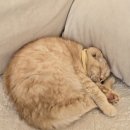 고양이주택 | 4살 아이랑 가기 좋은 곳 김포 고양이 천국 고영주택 후기 feat. 데이트하기 좋은 곳