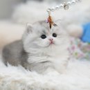 아띠캣 이미지