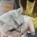 알았당개 이미지