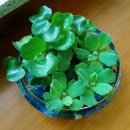 초록빛하루 이미지