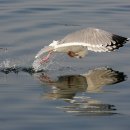 부산갈매기 이미지