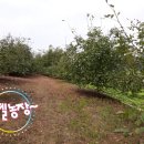 근삼농장 Daum카페
