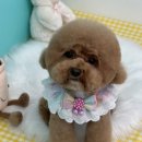 멍블리즈 이미지