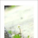 하얀민들레 이미지