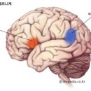 브로카 영역 베르니케 영역 이미지