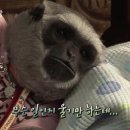 요니 이미지