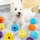 도토리 강아지 유치원 이미지