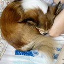 피자대학치킨학과 이미지