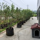 여주-0332 이미지