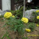 용소농장 이미지