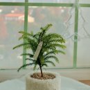 플라워&홈가드닝 | 아이와 집에서 즐기는 크리스마스 홈가드닝 아라우카리아 트리 꾸미기