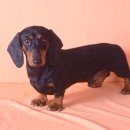 베르네집 이미지