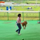 진도개테마파크 ( Dog스포츠(평일)어울마당) | 진도개테마파크 여행코스 가볼만한곳 공연 입장료 리뷰