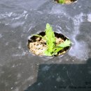 거리농장 이미지