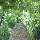 우면산5-5 이미지