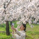 부흥로 산벚나무길 | 김해벚꽃명소 사람 많이없는 숨은 벚꽃길 왕벚나무숲 3/28 다녀온후기