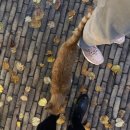 제현농장 | 네덜란드 여행 - 평화로운 풍차마을 잔세스칸스 Zaanse Schans