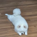 놀러오개 애견유치원 애견호텔 기흥점 이미지