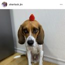 느낌있개 이미지