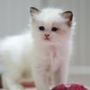 랙돌캐터리 알렉산더돌스 이미지