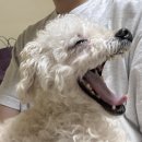 원천주점 | <디스패치> 심슨가족 후기