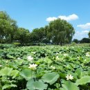 궁남지 서문주차장 이미지