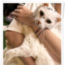 아이조아 요양보호소 경기광주 | 경기광주고양이보호소 찾기 힘들었어요