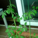 [토마토재배 방법] 초간단!! 토마토(방울토마토) 재배방법 간단소개 -- 가정(집)에서 베란다/실내 텃밭,화분등에서 가꾸기 이미지