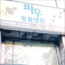 파우동물병원 티스토리