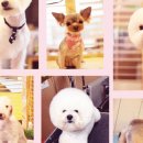 라이프독 이미지