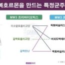 아마레 이미지