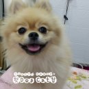 핫도그캣찹 이미지