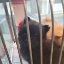 똥깡아지애견샵 이미지