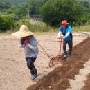 들깨밭 골타는 중^^ 이미지