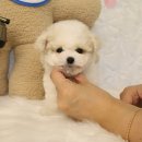 플랜멍 강아지분양 대구본점 이미지