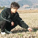 유채 재배 “친환경연료 에너지안보 기여” - 보성군 조성면의 농가 정권식씨 시범재배사업 참여 이미지