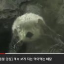 Sea otter eating 이미지