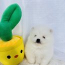 강아지분양 고양이분양 컴투펫 수원점 | 원주강아지분양 컴투펫 방문 후기 (충주·강릉 손님 多)