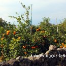 남원 제일농장 이미지