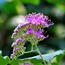 아메리카나 이미지