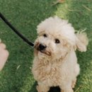 러브 애견 이미지