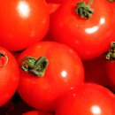 빈센트 핏 이미지