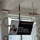 봉우타워 | 대전 관저동 고양이 카페 &#39;모할고양&#39; 놀거리 아이들이 좋아하는 곳