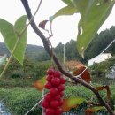 서진농장 이미지