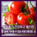토마토가 건강하고 활기찬 삶에 기여할 수 있는 이유 [제1편] 이미지