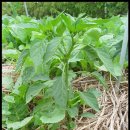 해바라기어린이집 이미지