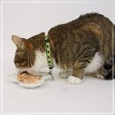 전설의참치 이미지