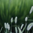 물의합창 이미지