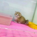 아담스펫 강아지분양 고양이분양 인천본점 이미지