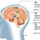 간뇌의 변연계 (자작) 이미지
